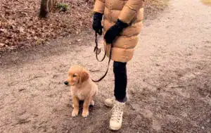 Verwarmde handschoenen zijn ideaal tijdens het uitlaten van je hond